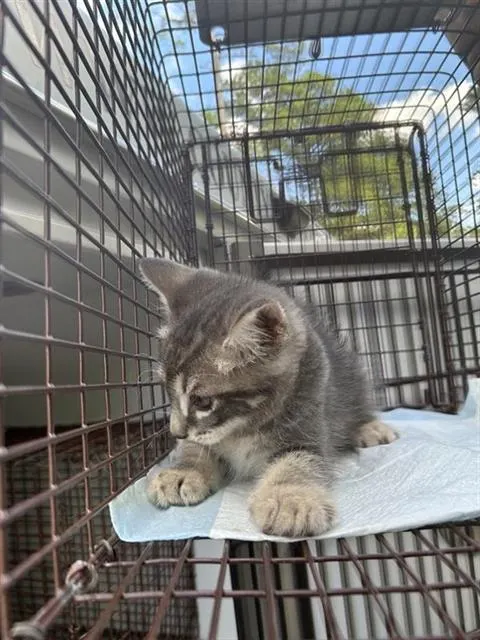Adoptable Cat