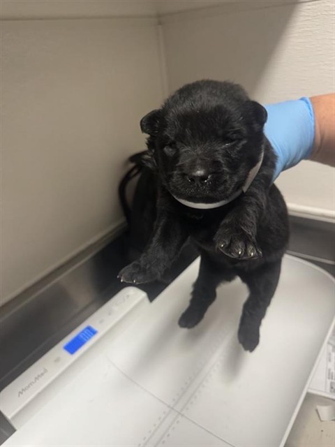 Adoptable Dog