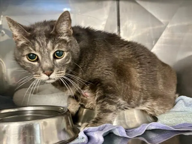 Adoptable Cat
