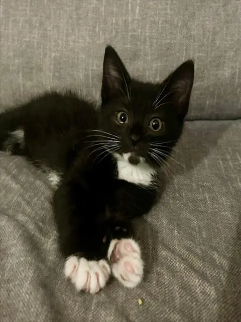 Jack