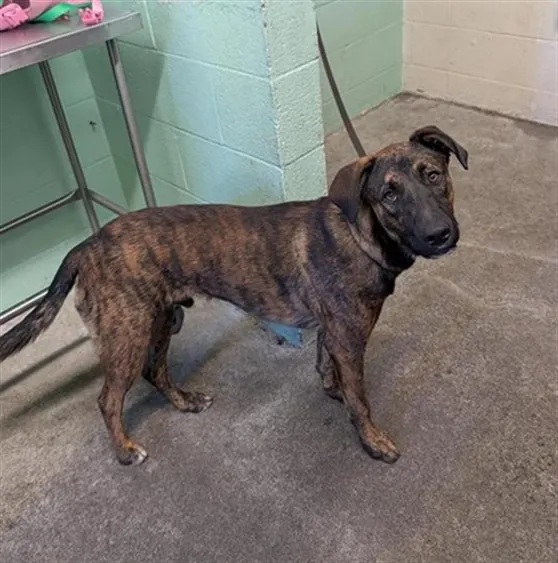 Adoptable Dog