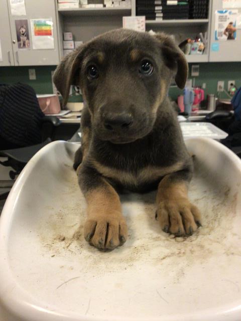 Adoptable Dog