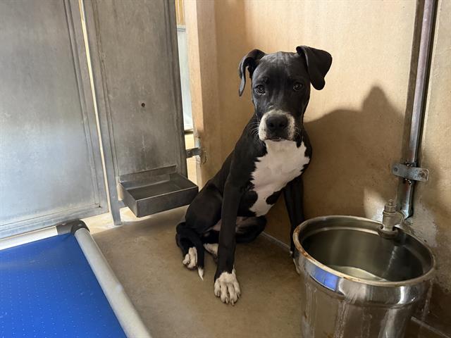 Adoptable Dog