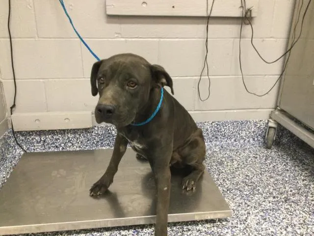Adoptable Dog