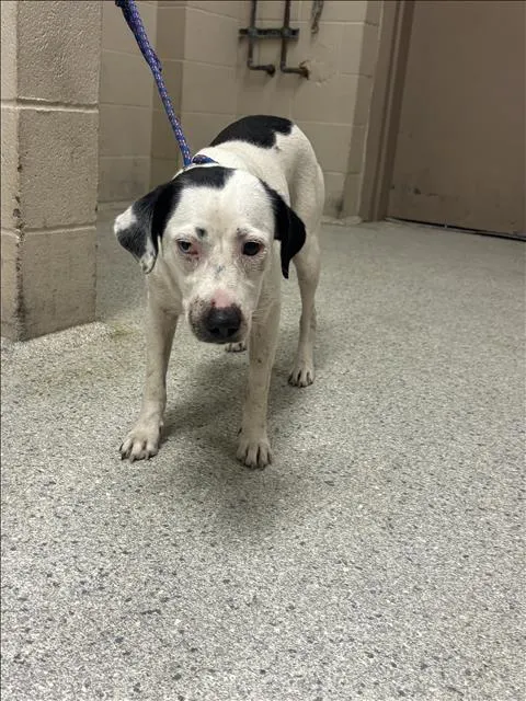Adoptable Dog