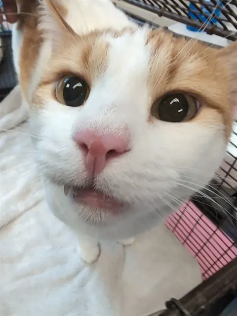 Dusty