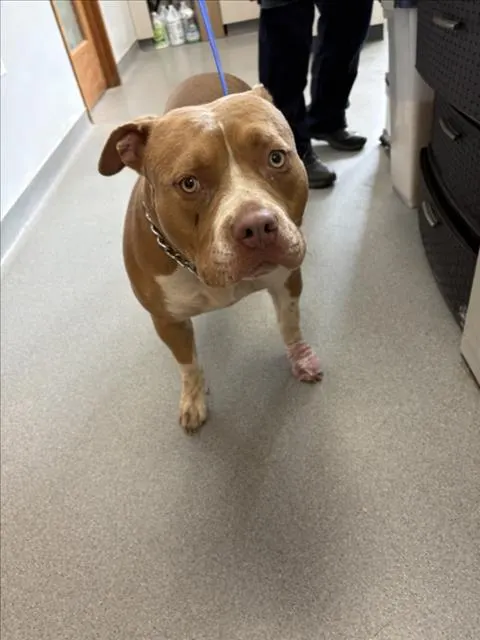 Adoptable Dog