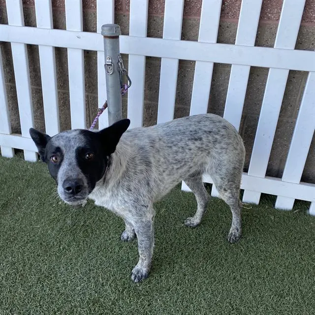 Adoptable Dog