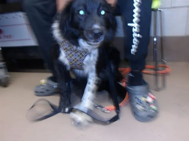 Max