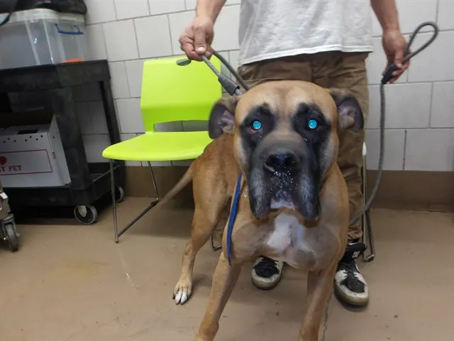 Adoptable Dog