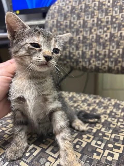 Adoptable Cat