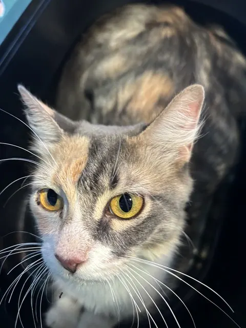 Kitkat