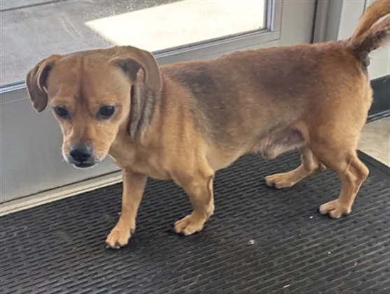 Adoptable Dog