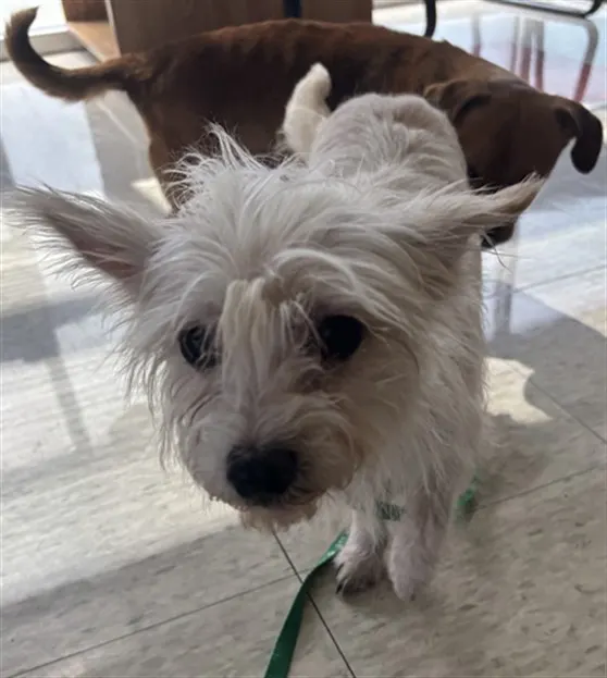 Adoptable Dog
