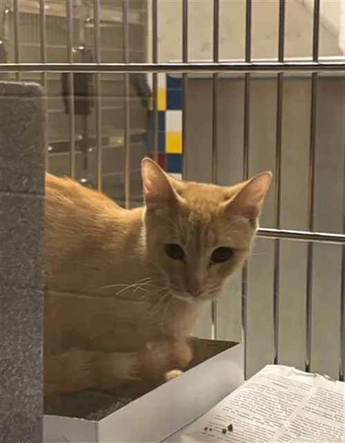 Adoptable Cat