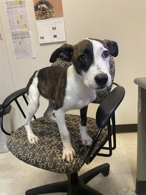 Adoptable Dog