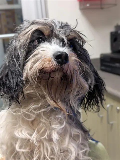 Adoptable Dog