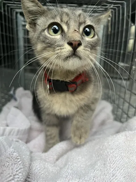 Oliver