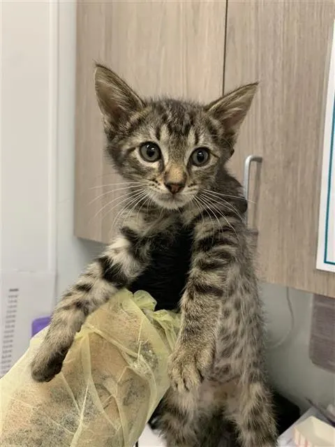 Adoptable Cat