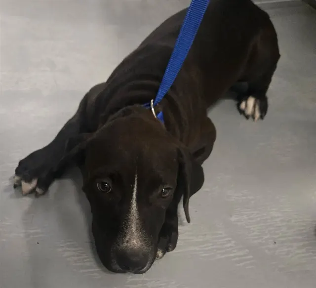 Adoptable Dog