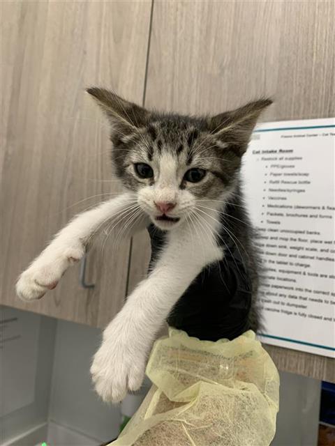 Adoptable Cat