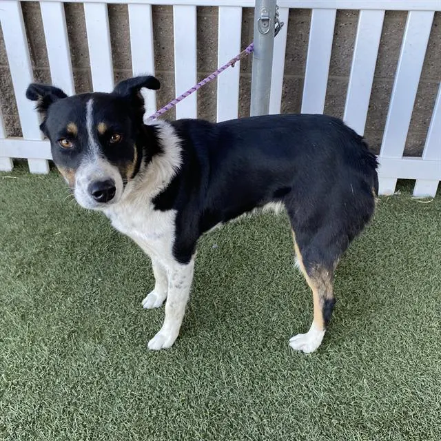 Adoptable Dog