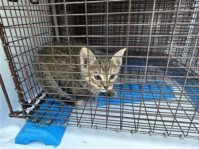 Adoptable Cat