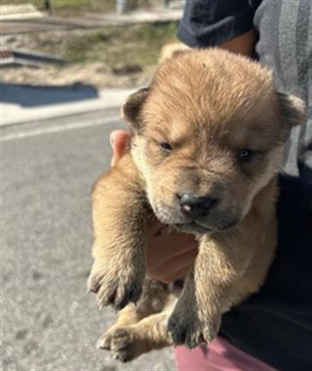 Adoptable Dog