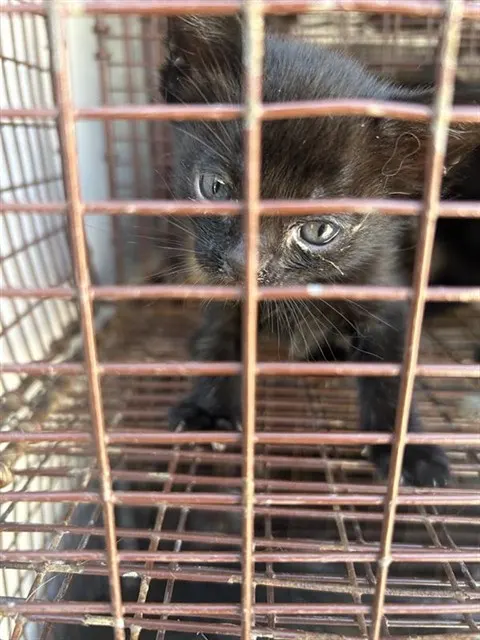 Adoptable Cat