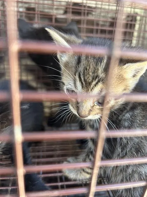 Adoptable Cat