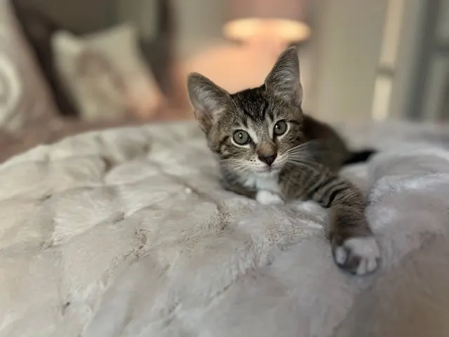 Winston