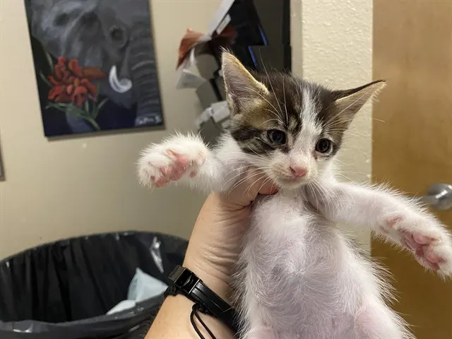 Adoptable Cat