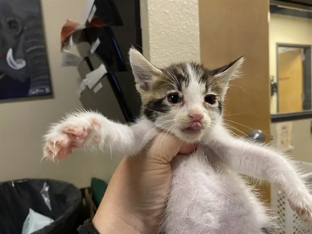 Adoptable Cat