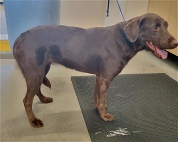 Adoptable Dog