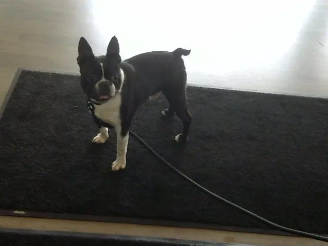 Cody