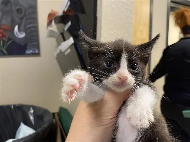 Adoptable Cat