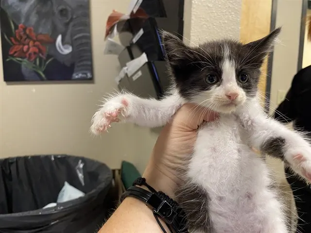 Adoptable Cat