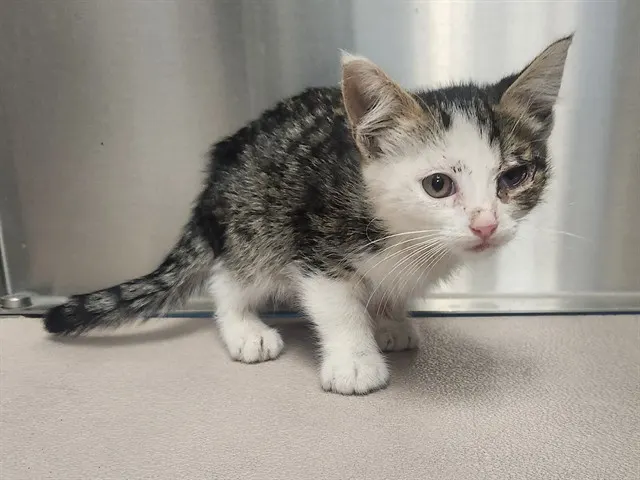 Adoptable Cat