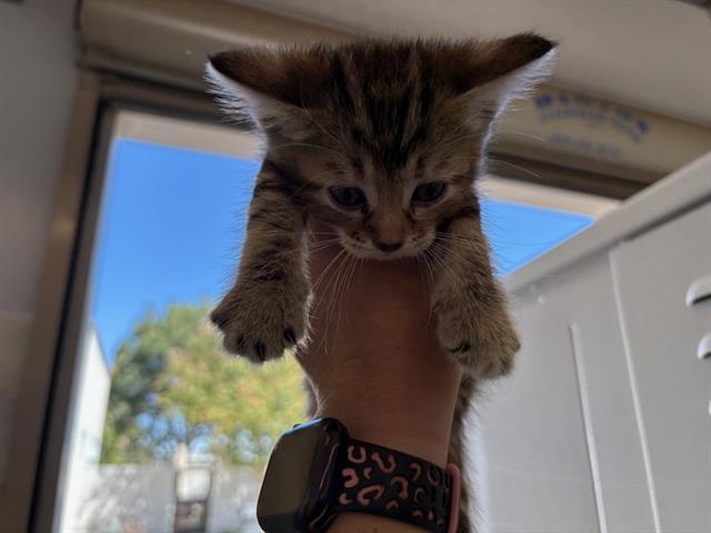 Adoptable Cat