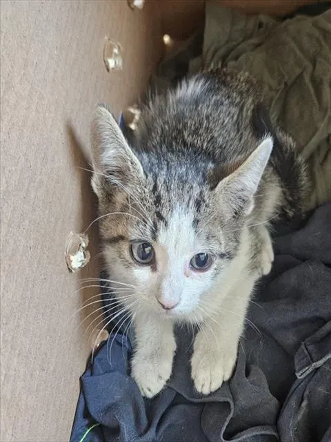 Adoptable Cat