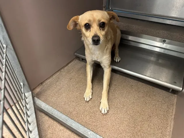 Adoptable Dog