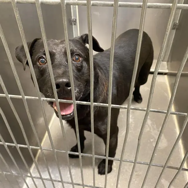Adoptable Dog