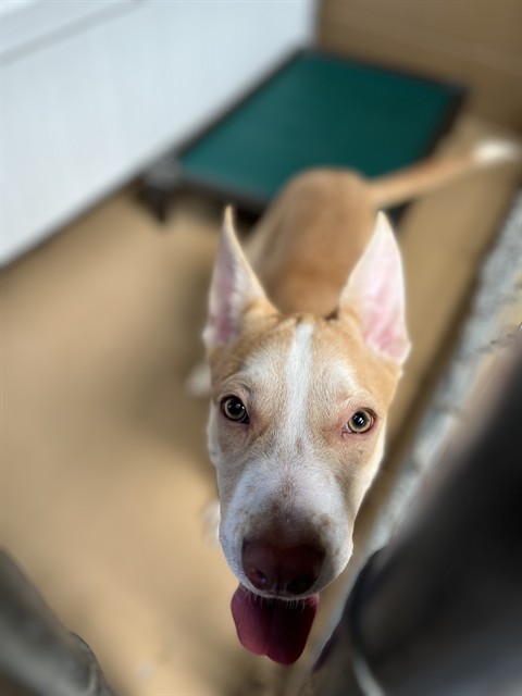 Adoptable Dog