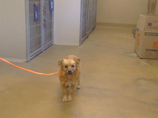 Adoptable Dog