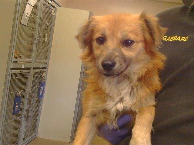 Adoptable Dog
