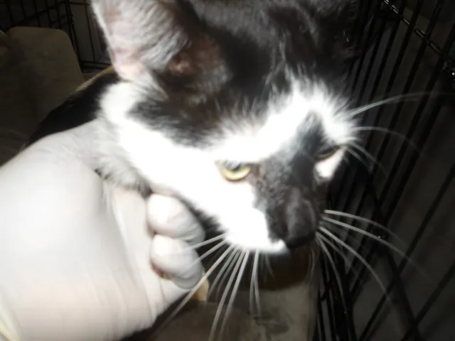 Adoptable Cat