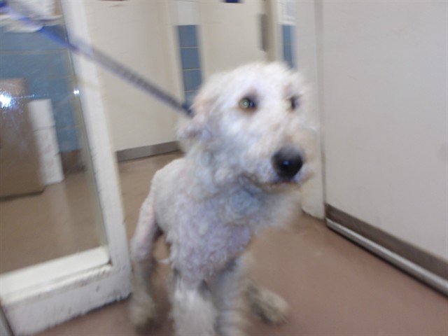 Adoptable Dog