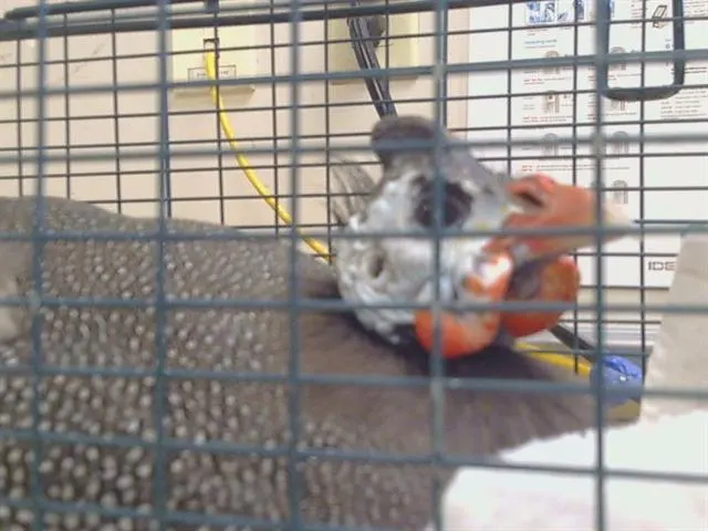 Adoptable Bird