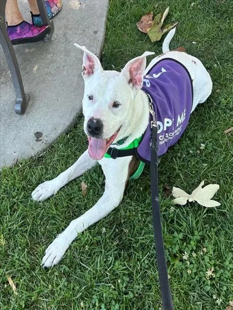 Good Boy