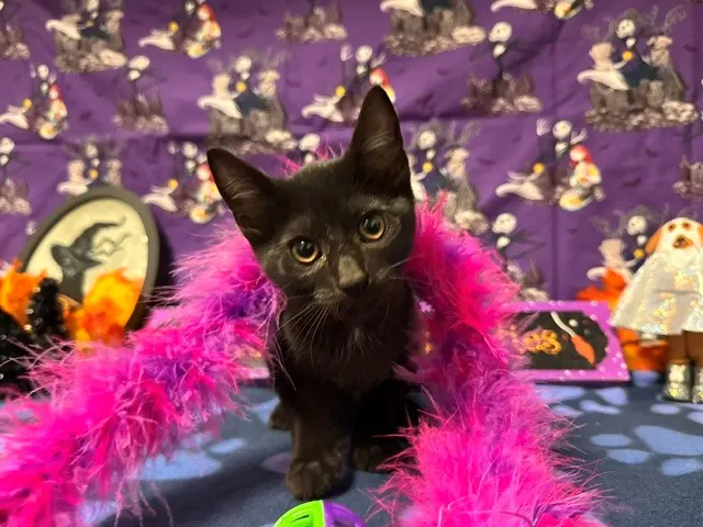 Bella